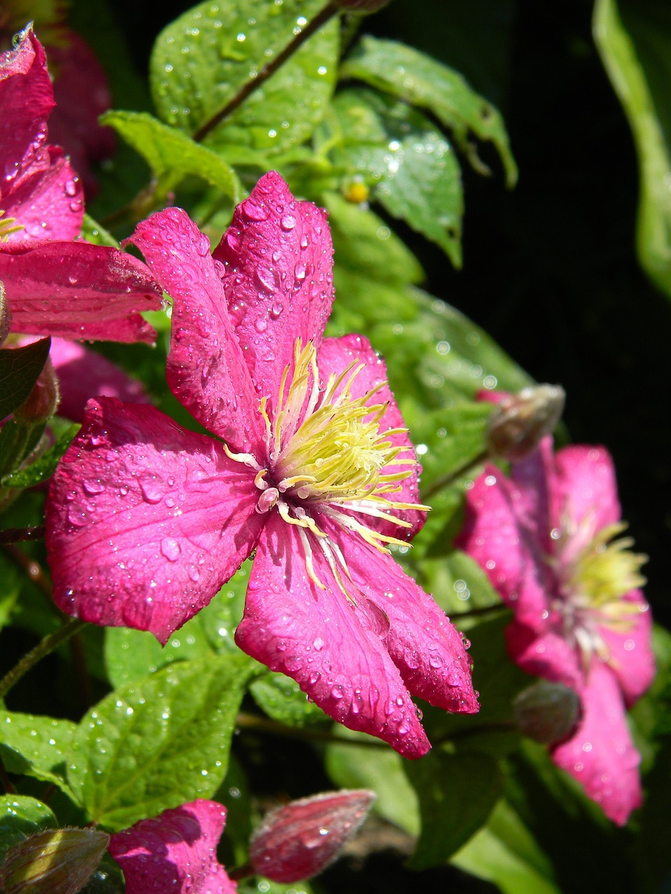 clematis bloom pink clematis free photo