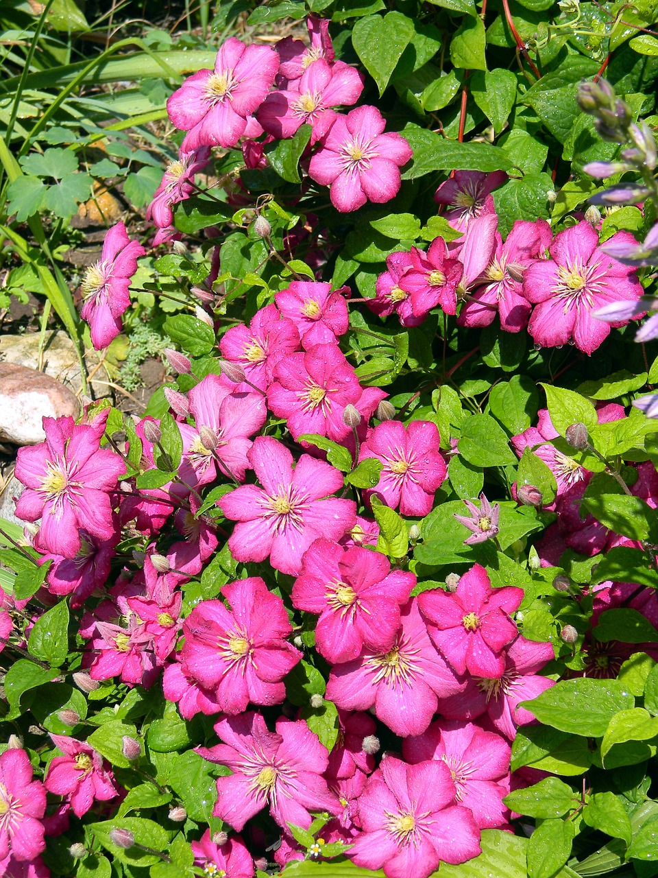 clematis bloom pink clematis free photo