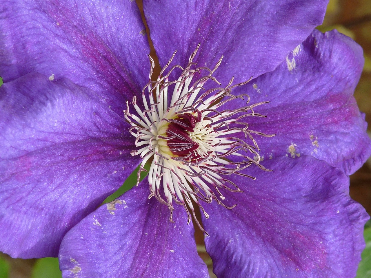 clematis blue purple free photo