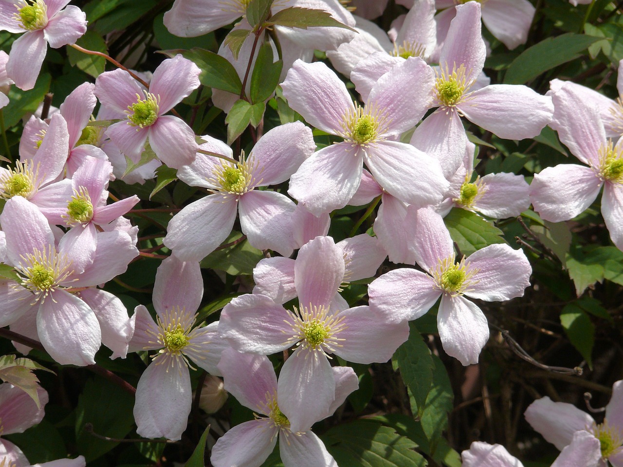 clematis plant garden plant free photo