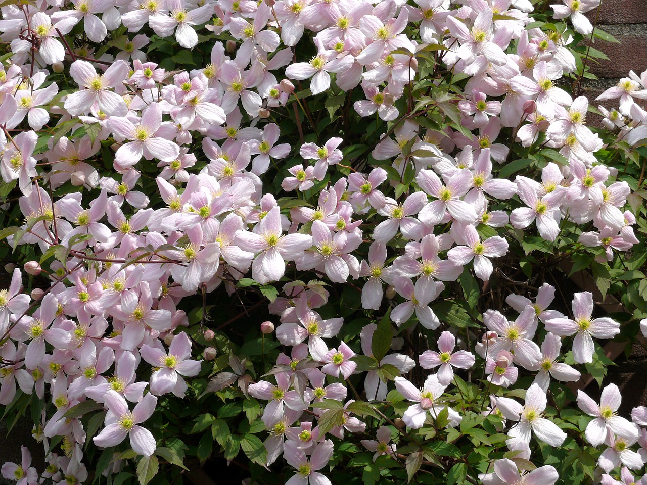 clematis plant garden plant free photo