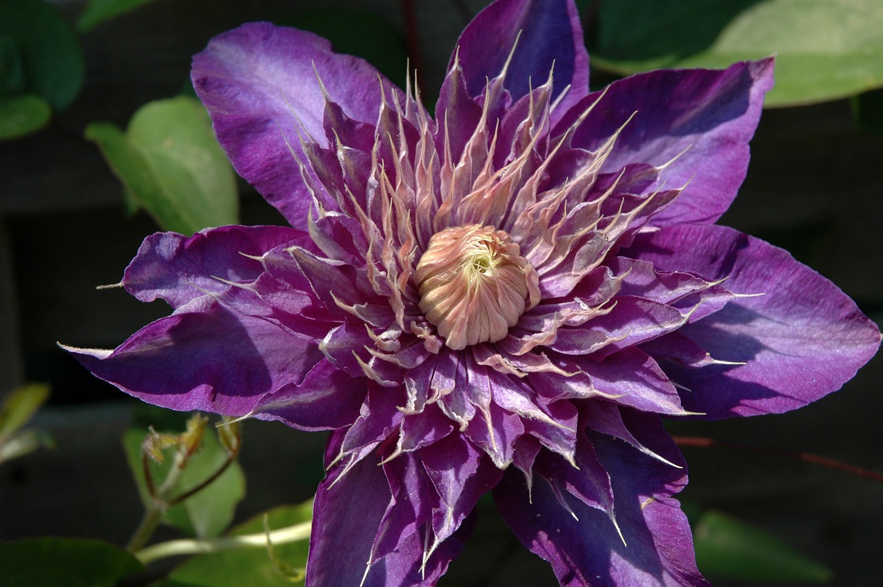 clematis purple flower free photo