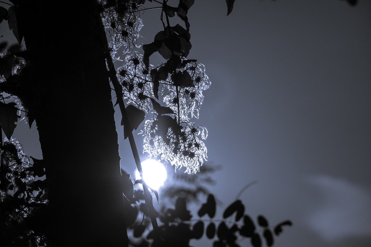 clematis ranke back light free photo