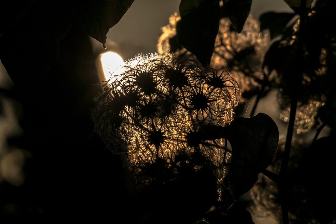 clematis ranke back light free photo