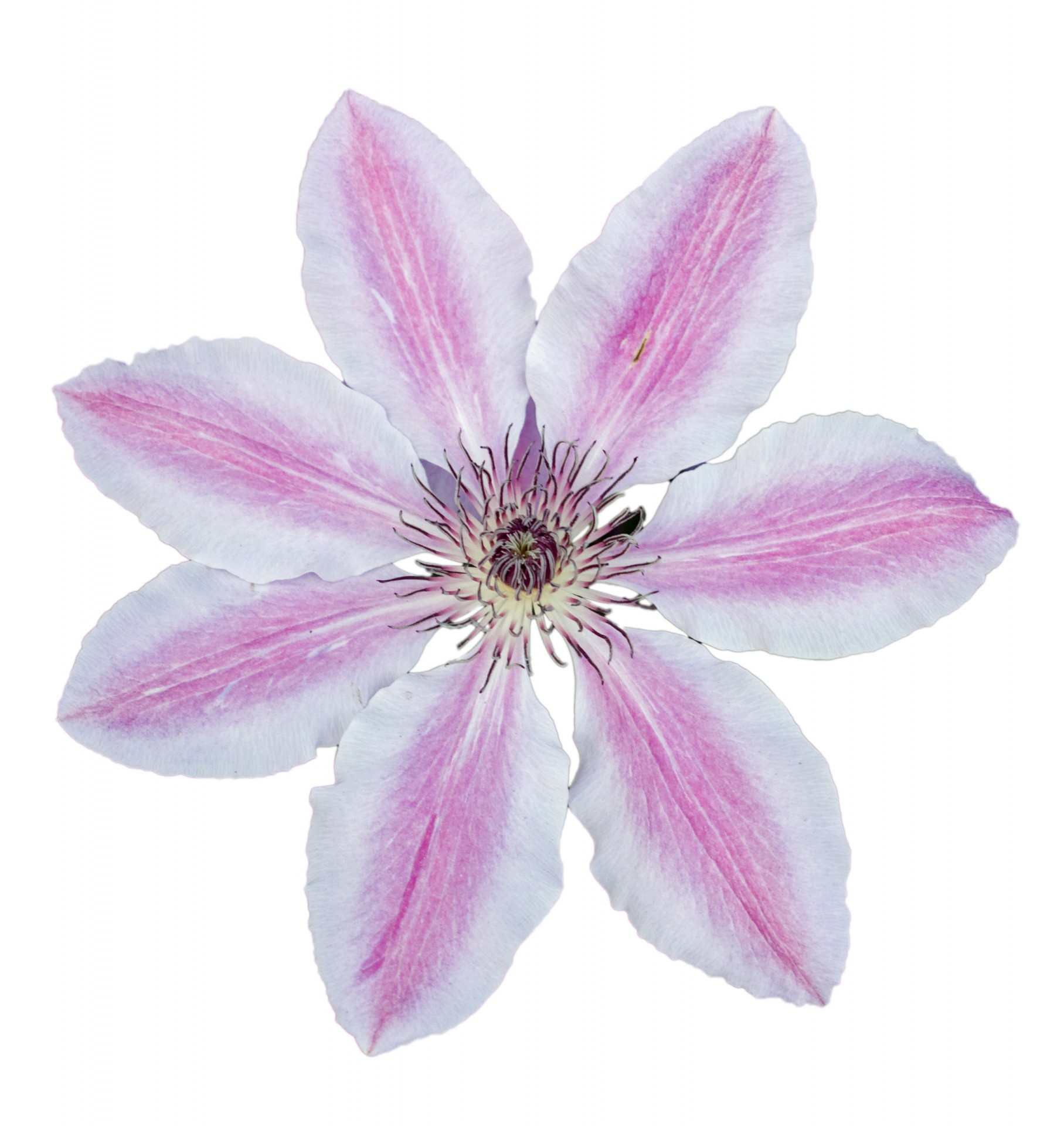 clematis flower pink free photo