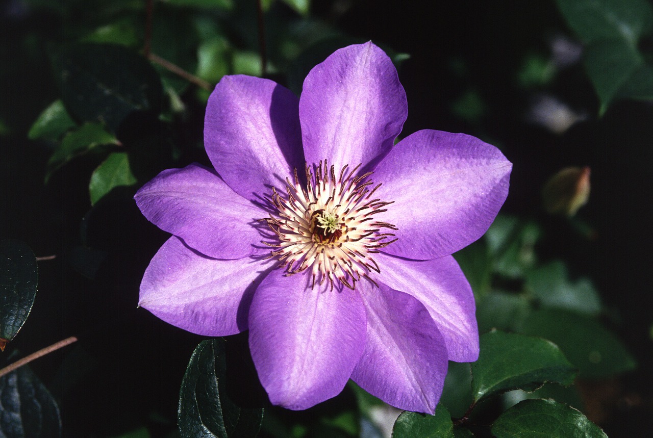 clematis hybrid flower bloom free photo