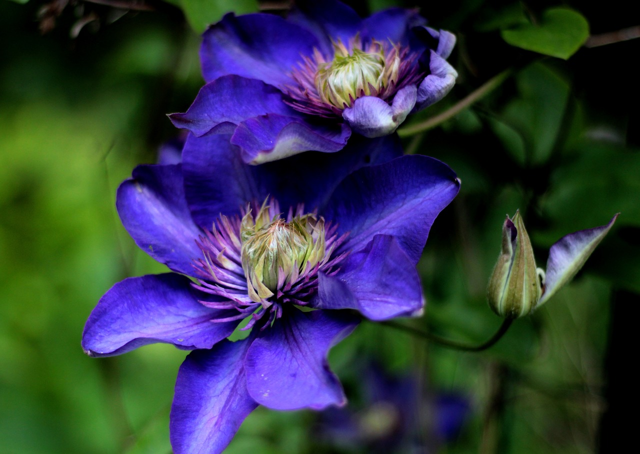 clematis multi blue  climber  blue free photo