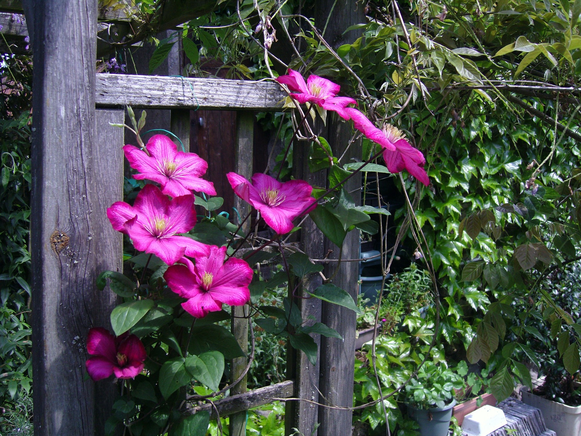 flowers pink clematis free photo