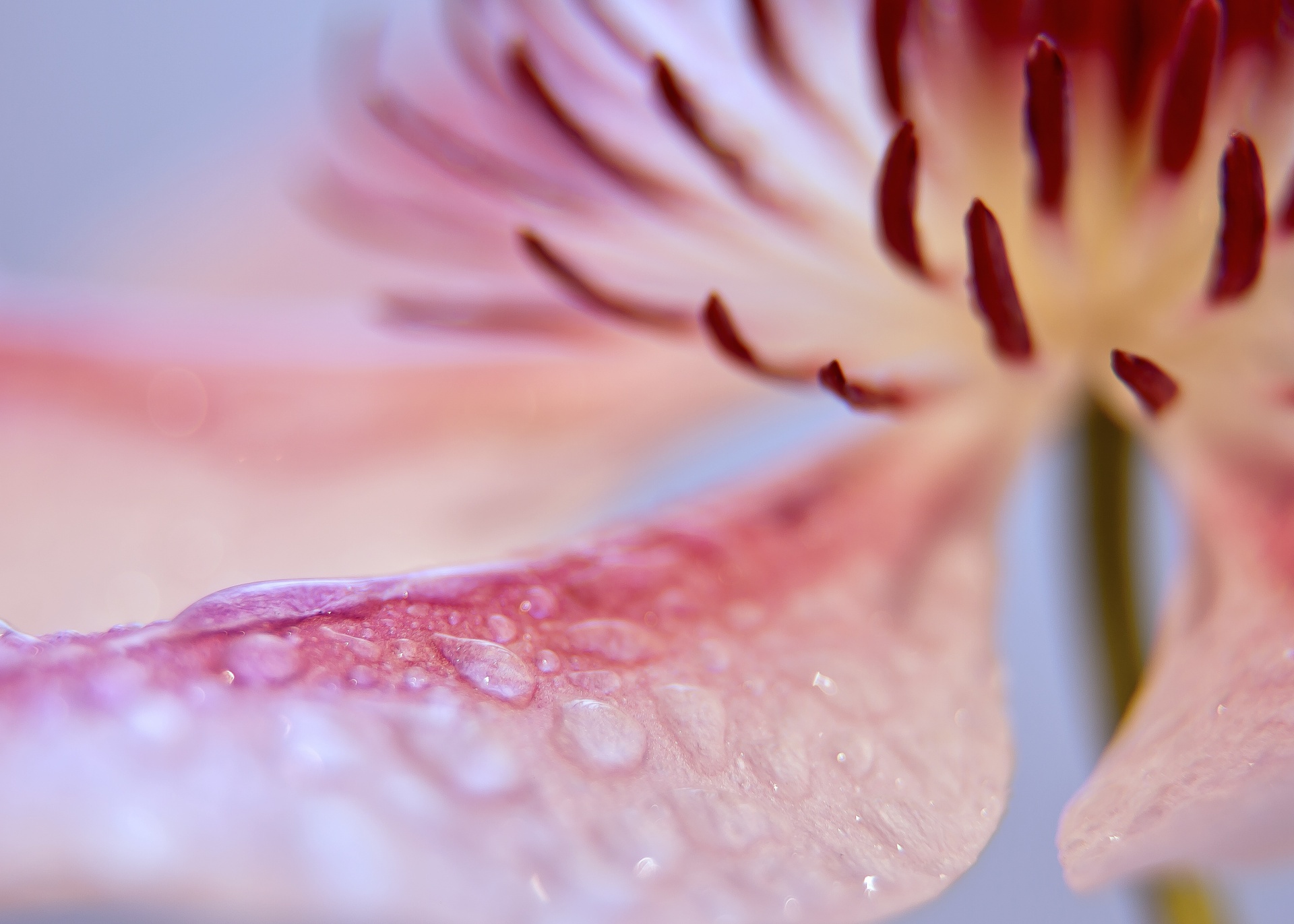 bloom flower pink free photo