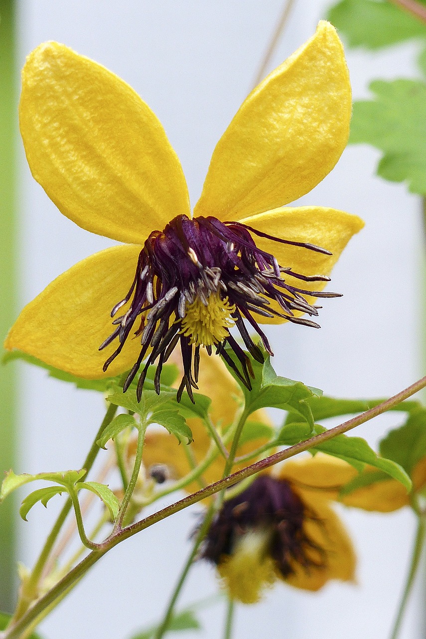 clematis tangutica yellow flower free photo