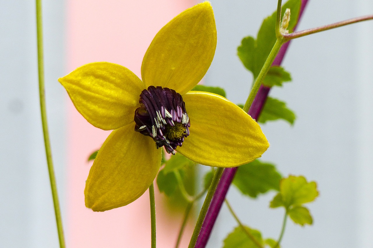 clematis tangutica yellow flower free photo
