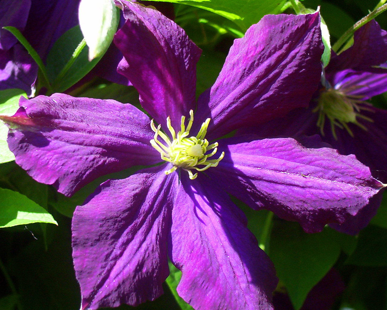 clematis flower bloom free photo