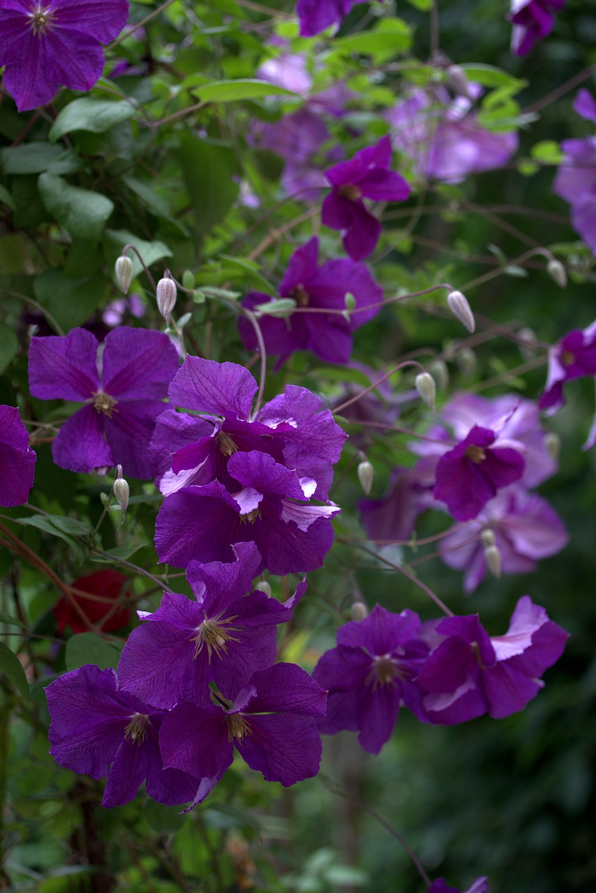 clematita flower mov free photo