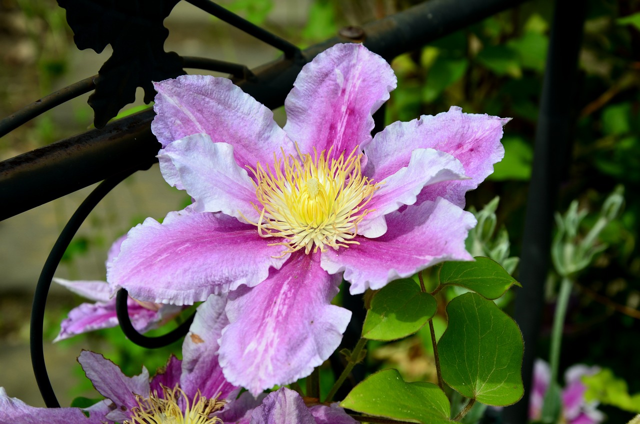 clementine flower plant free photo