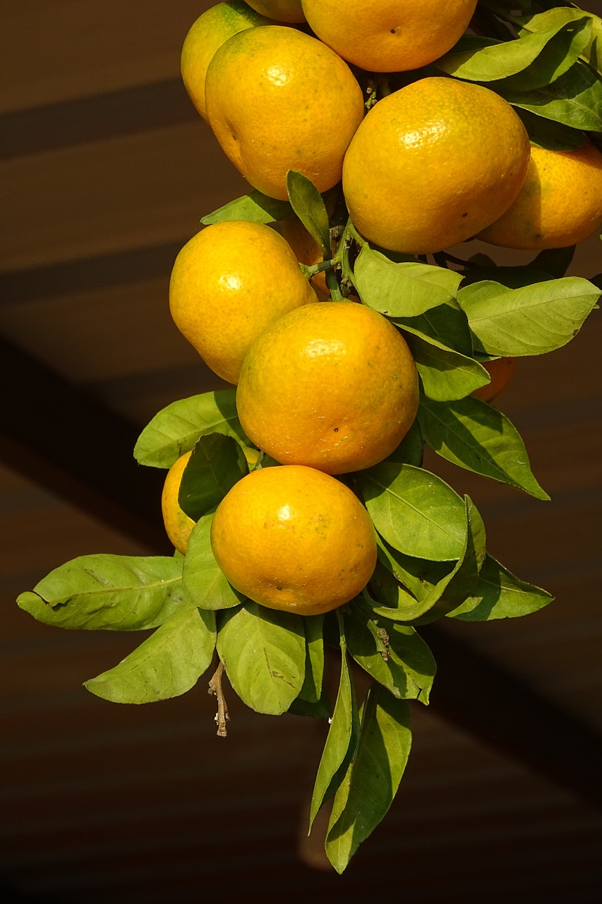 clementines citrus fruits branch free photo