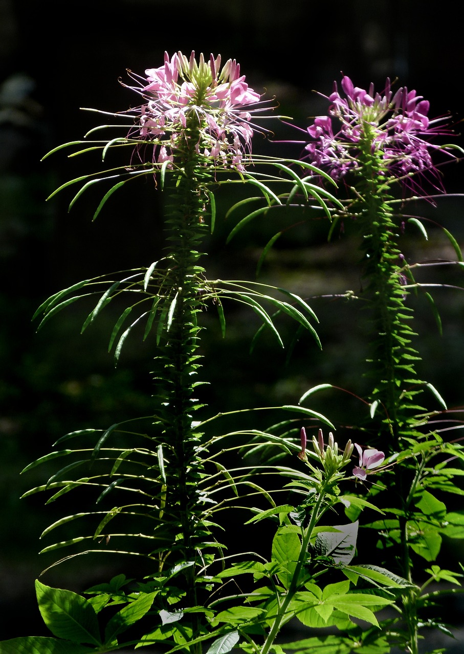 cleome flower flora free photo