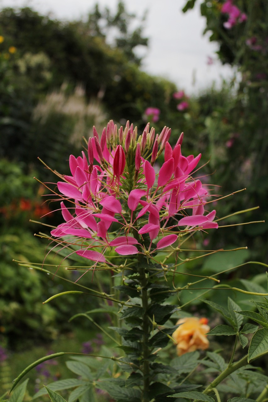 cleome  kattesnor  flower pink free photo