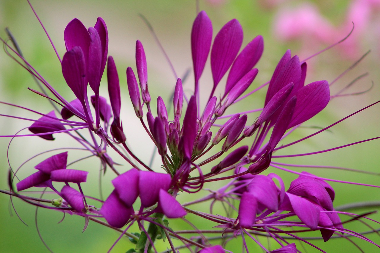 cleome  kattensnor  flower free photo