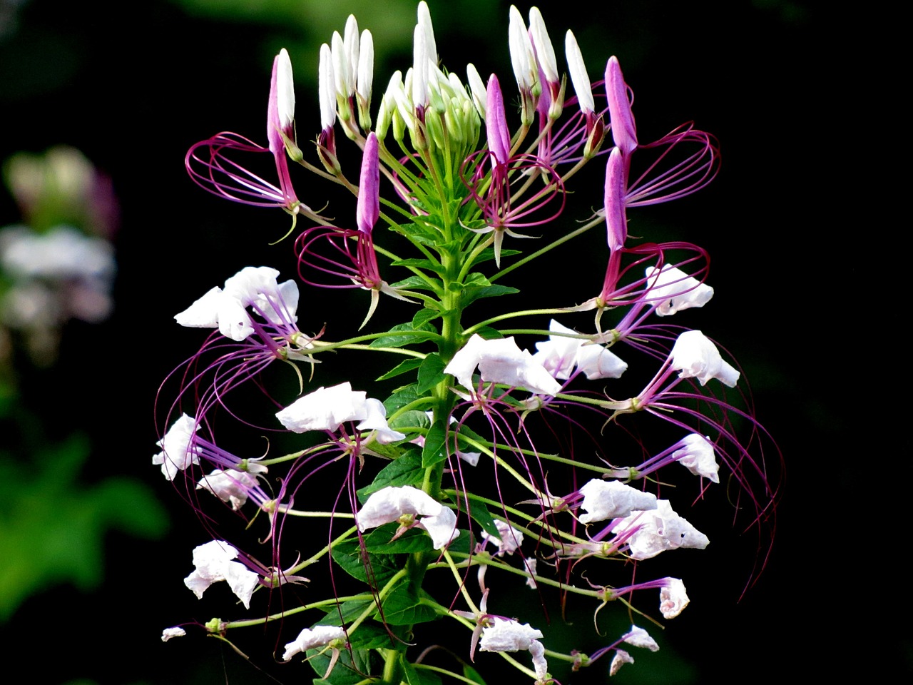 cleome hassleriana spider flower spider plant free photo