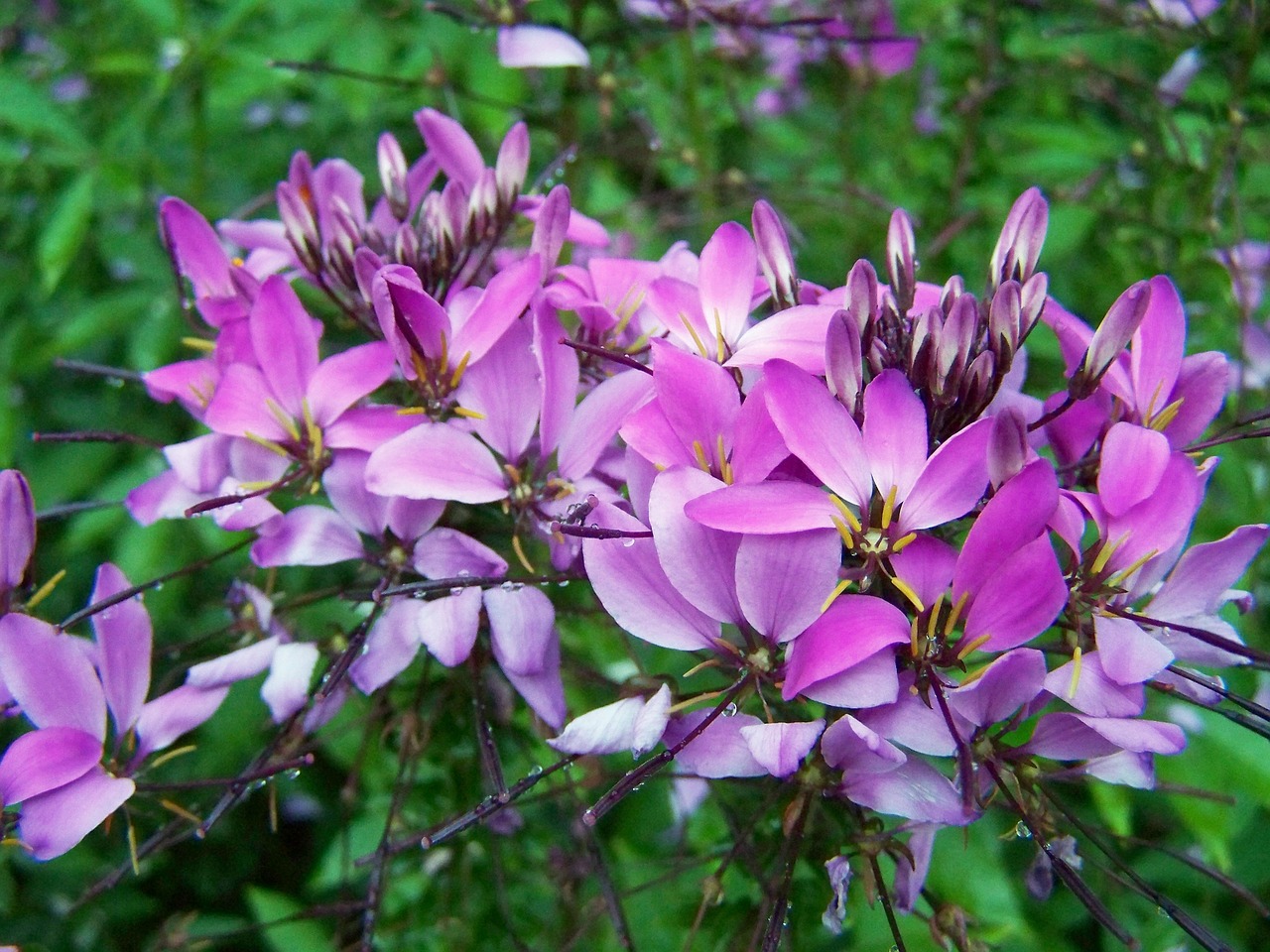 cleopatra's needle purple flower garden free photo