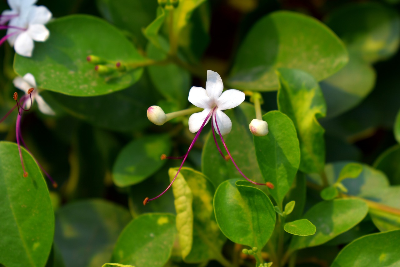 clerodendrum heterophyllum tree of little stars white flower free photo