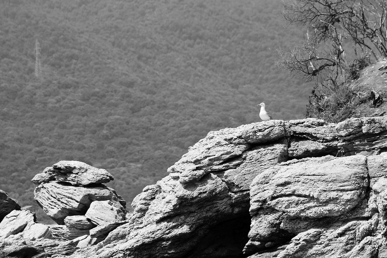 cliff seagull rocky free photo