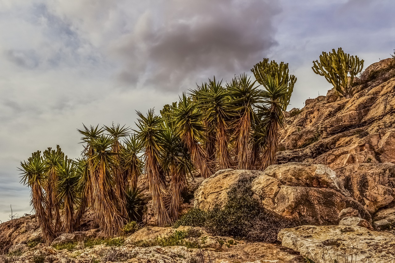 cliff rock cactus free photo