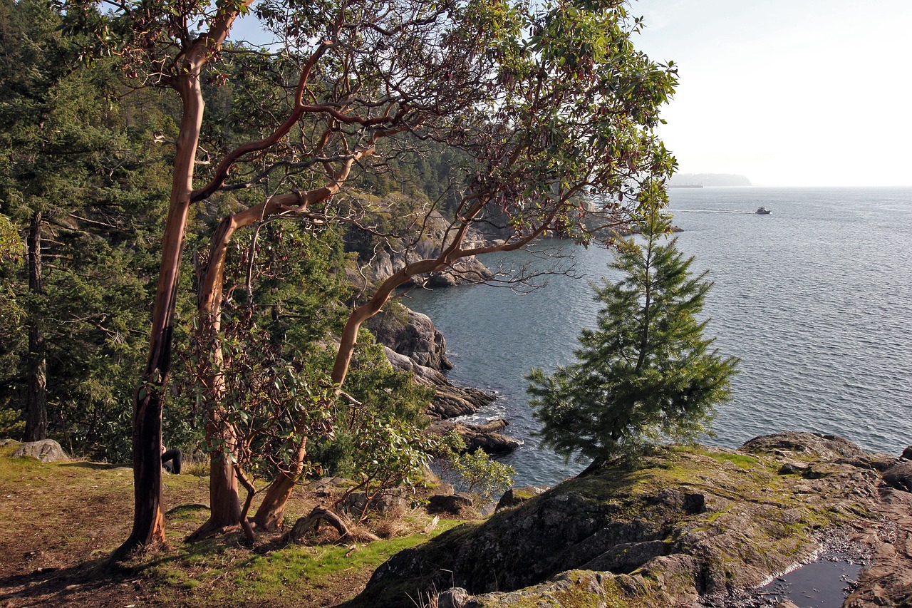 cliff  ocean  trees free photo