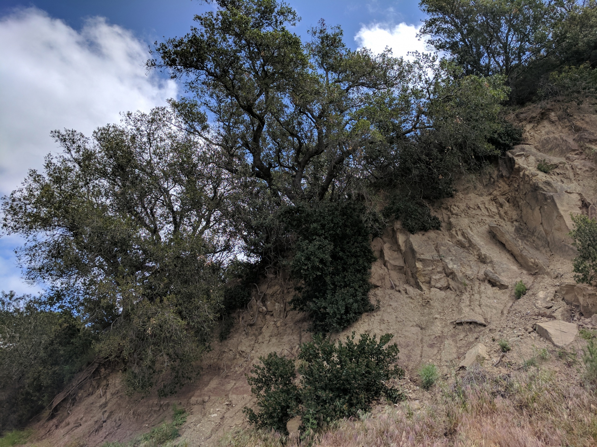 cliff brush mountain free photo