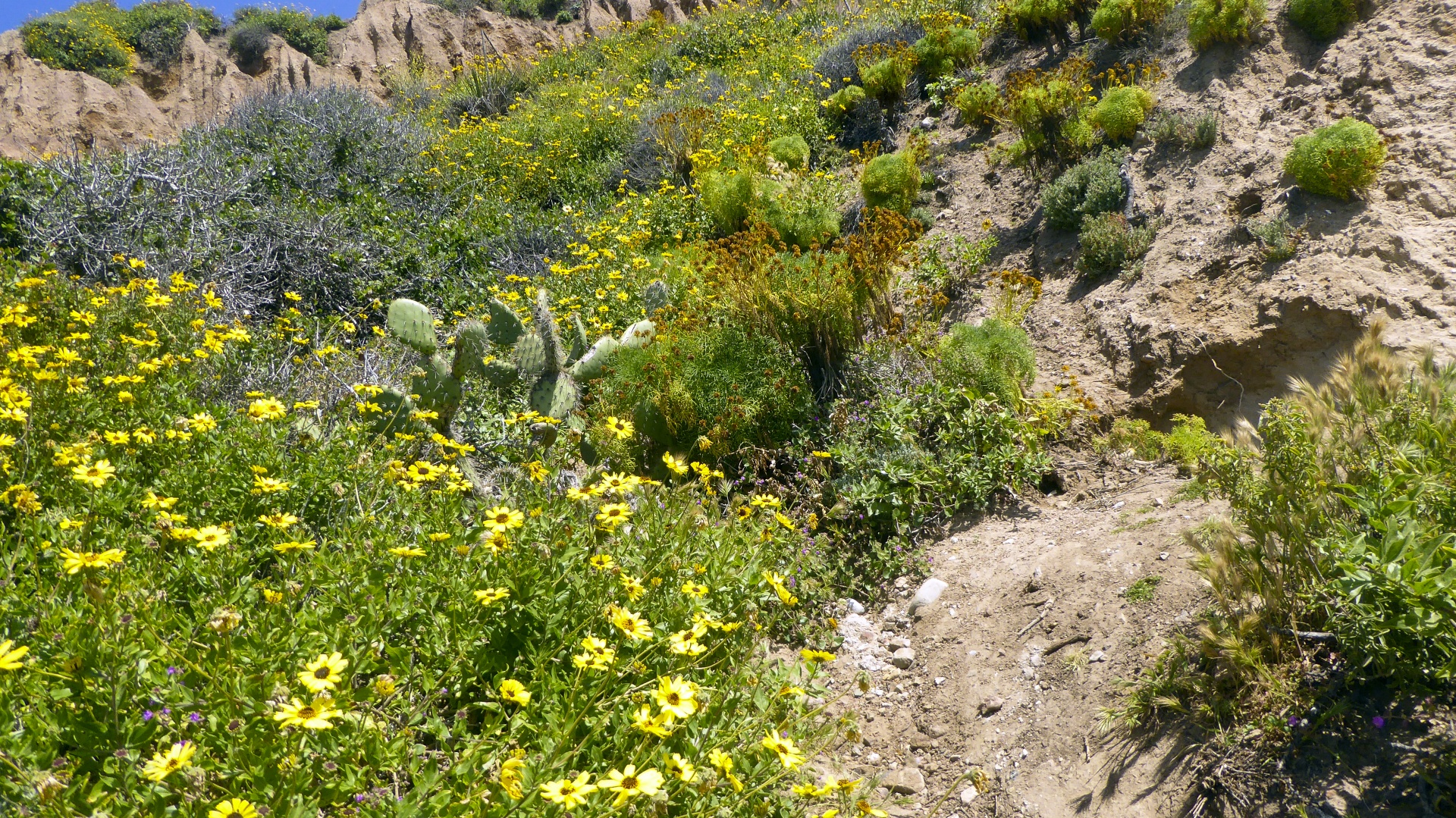 wildflowers cliff mountain free photo