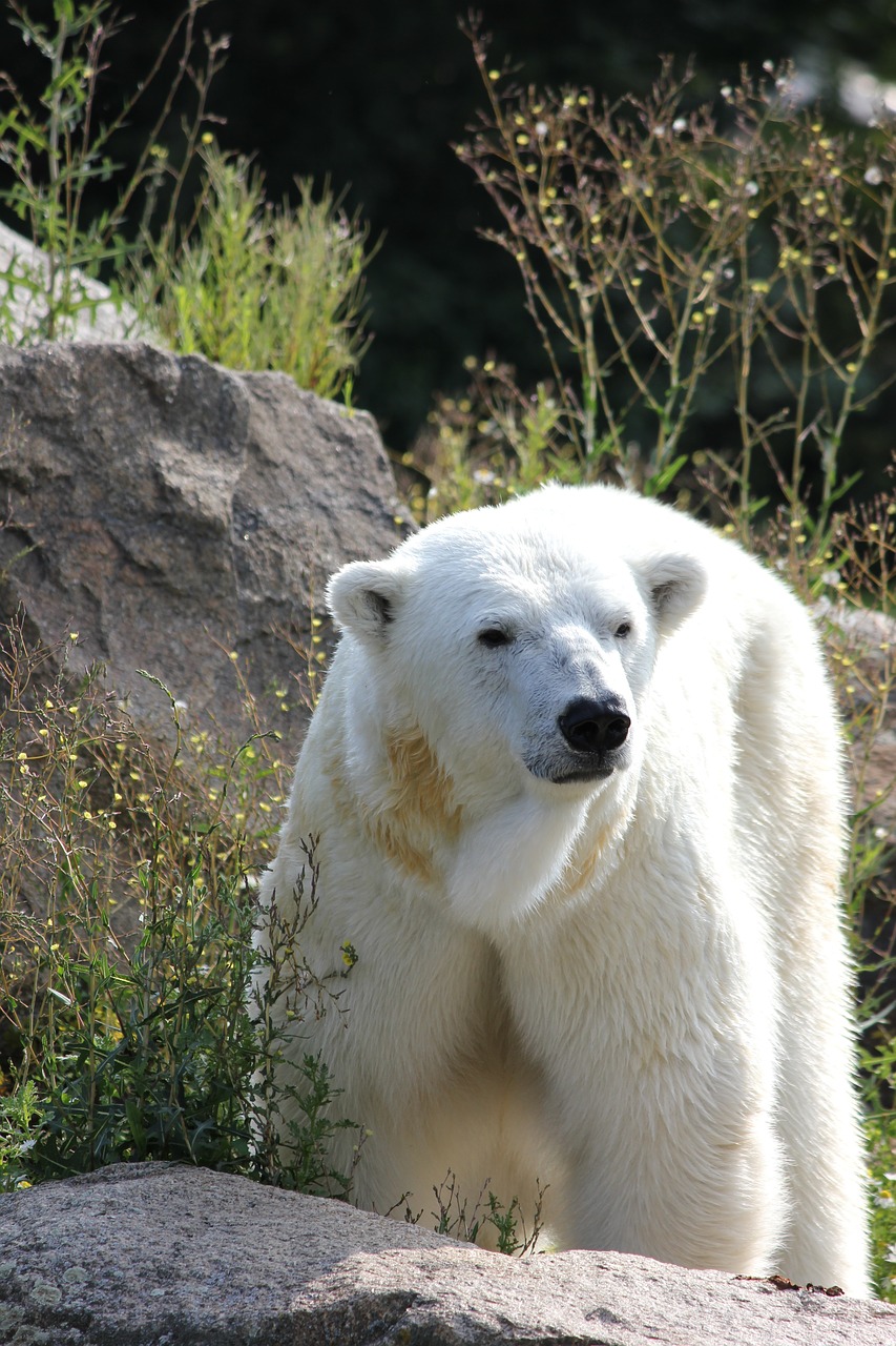 climate change polar bear zoological garden free photo