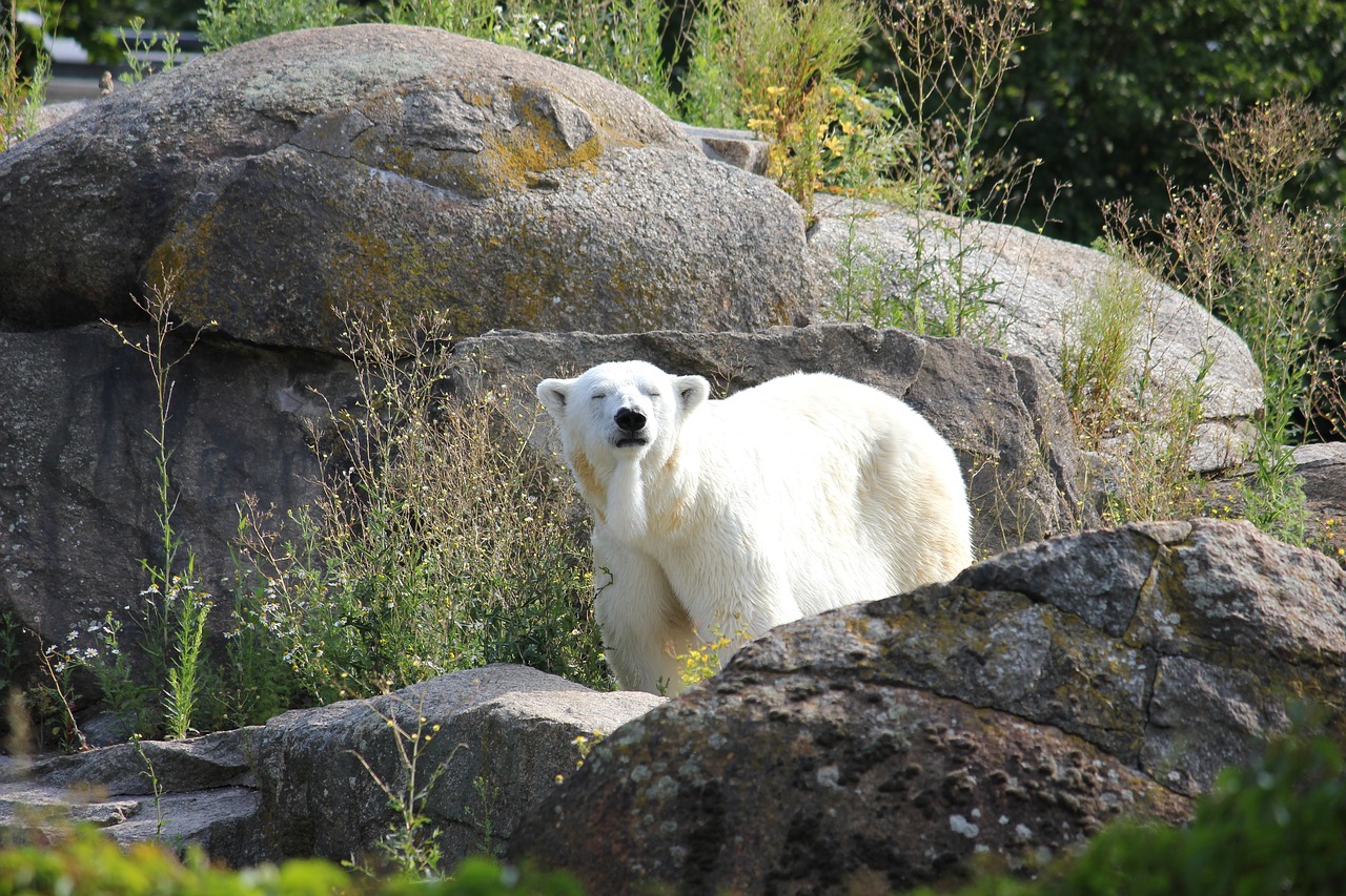 climate change polar bear zoological garden free photo