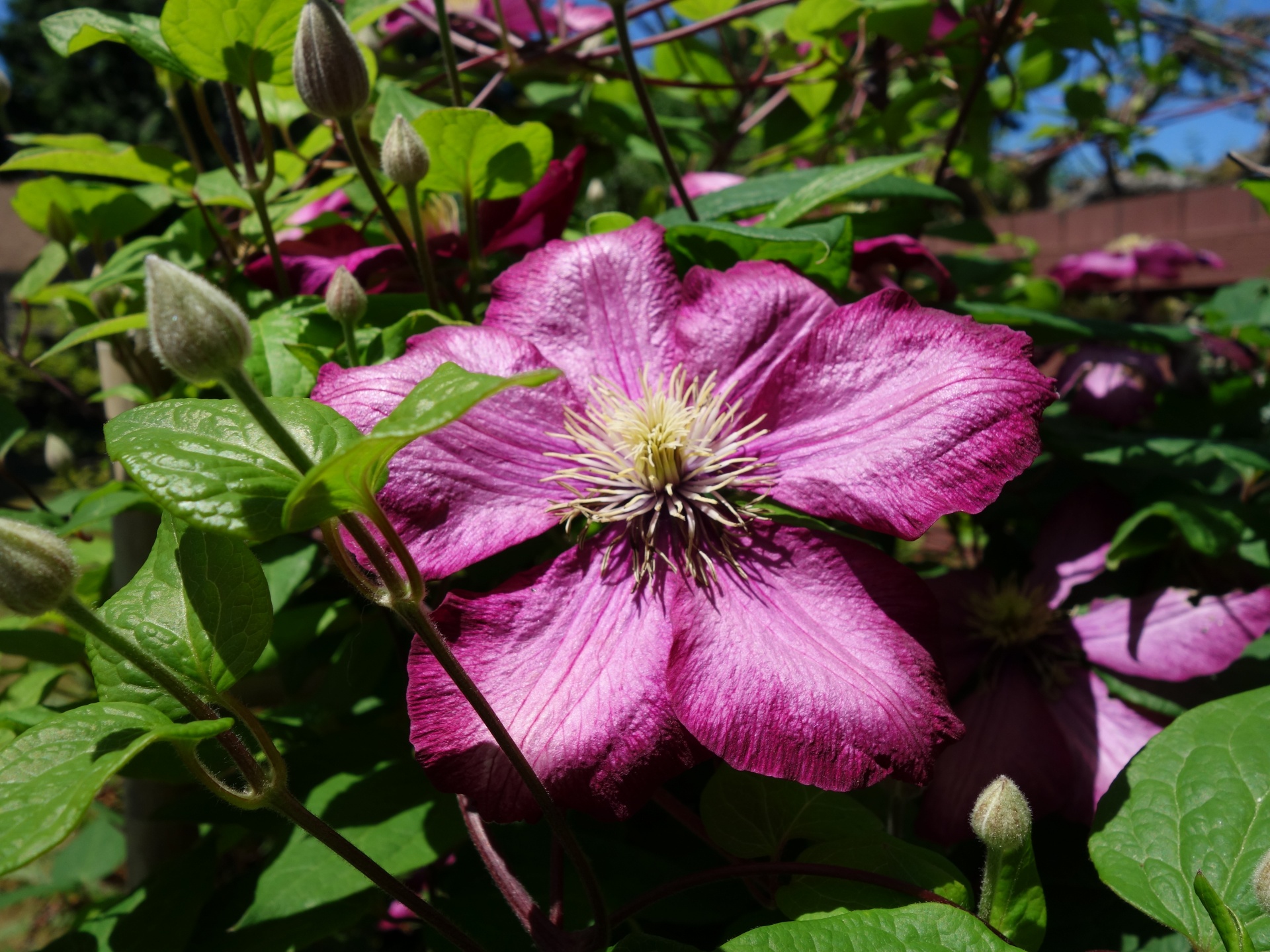 clematis flower clematis free photo