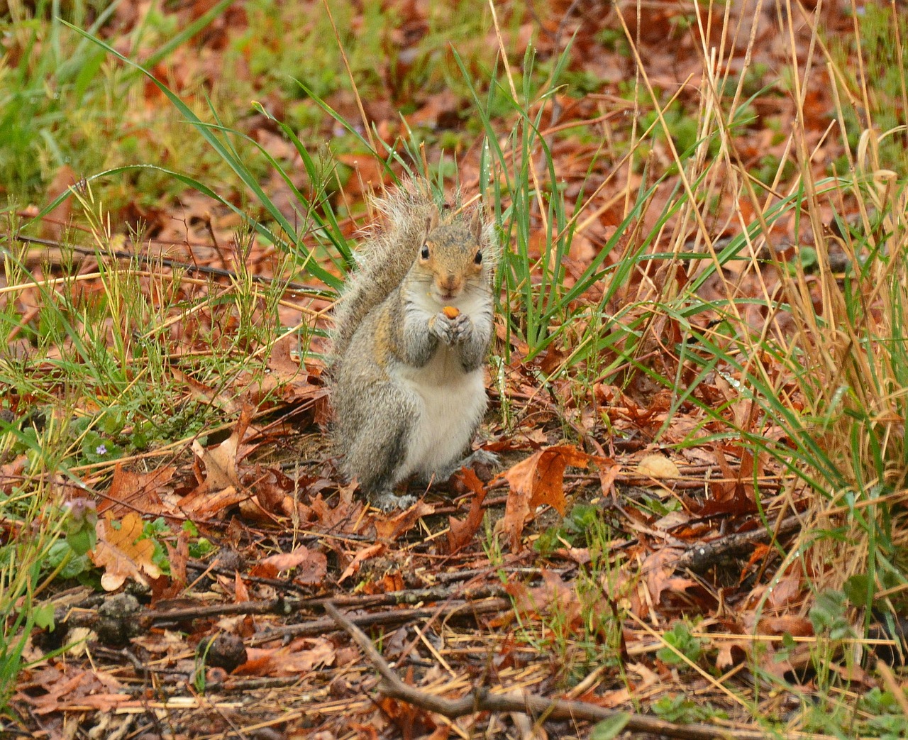 climb climber grey free photo