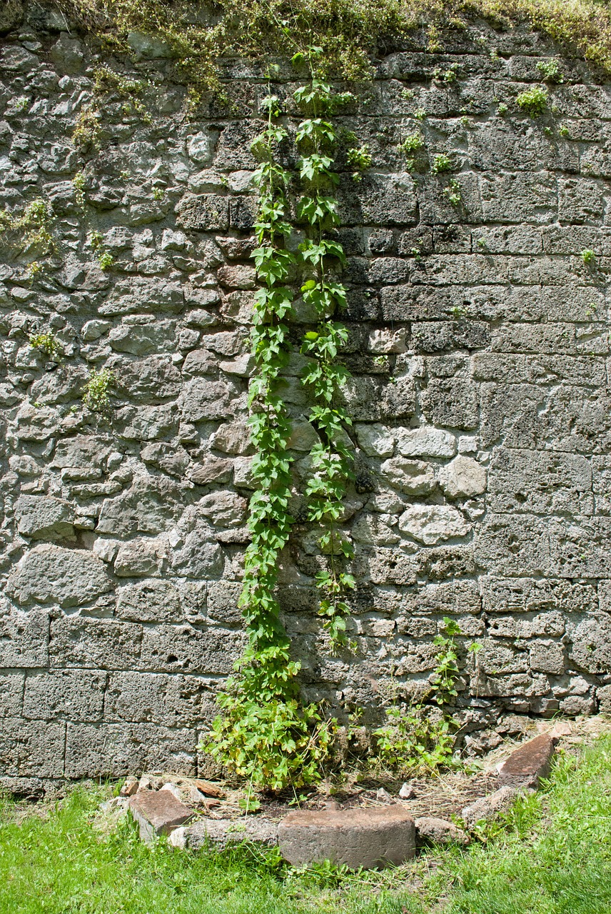 climber plant stone wall free photo