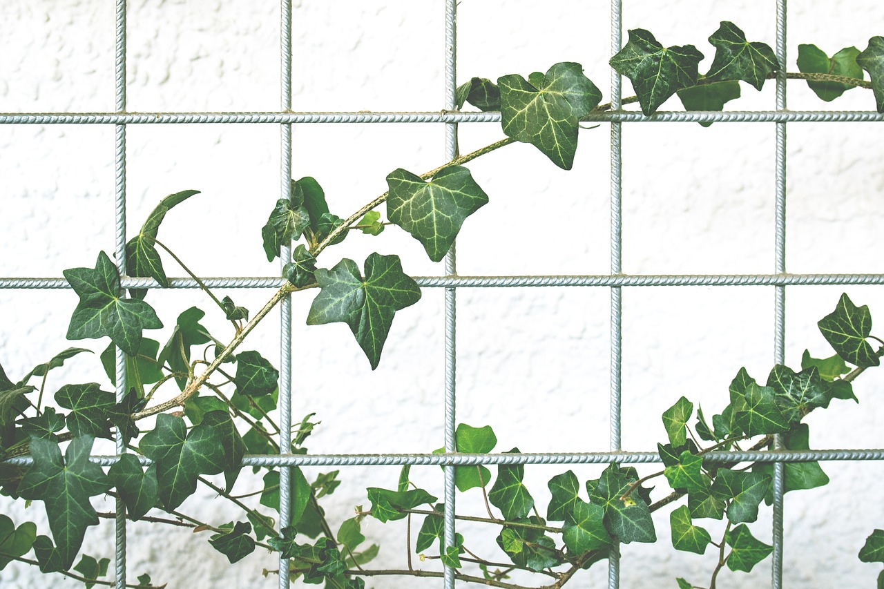 climber garden ivy free photo