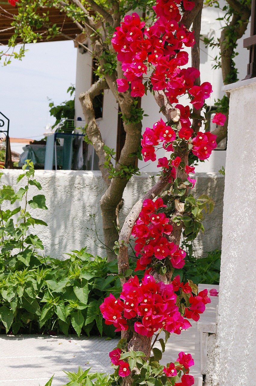 climber bougainvillea four o'clock plant free photo