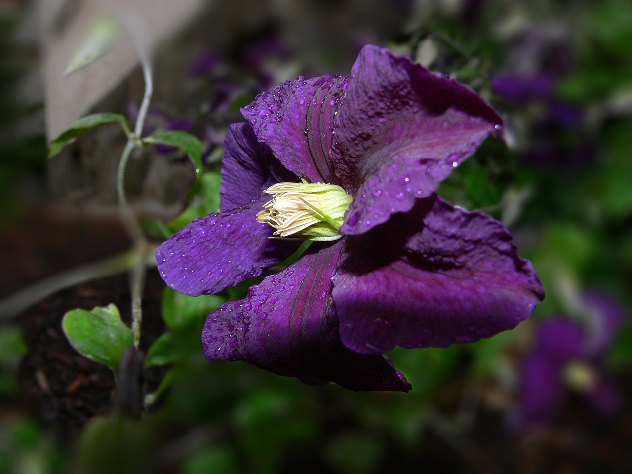 clematis climber flowers free photo