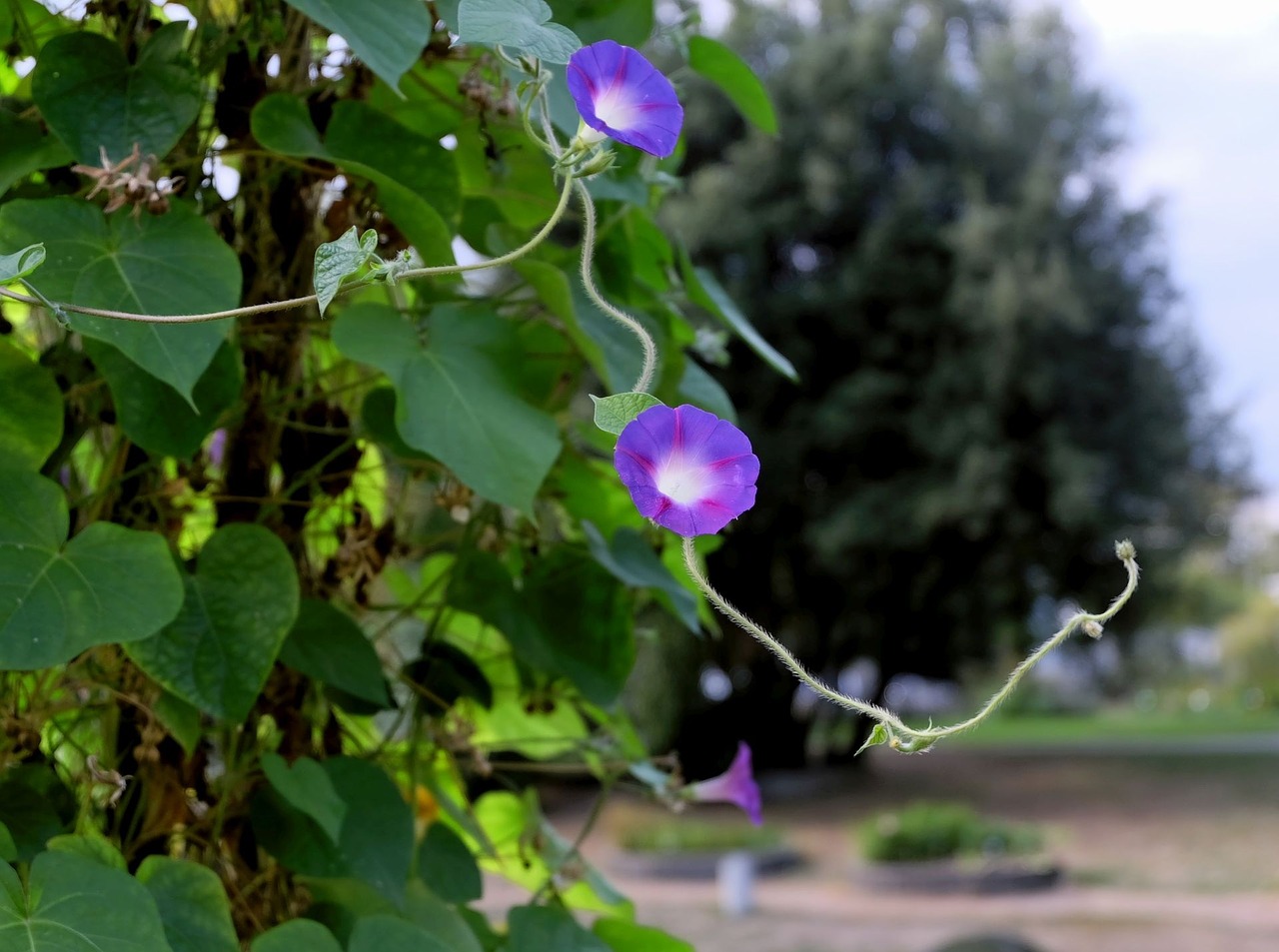 climber creeper bloom free photo