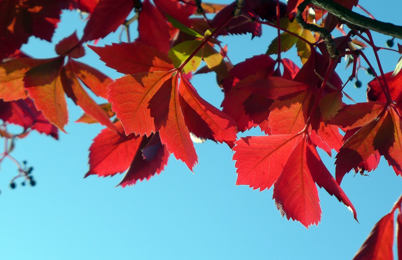 climber plant  ranke  leaves free photo