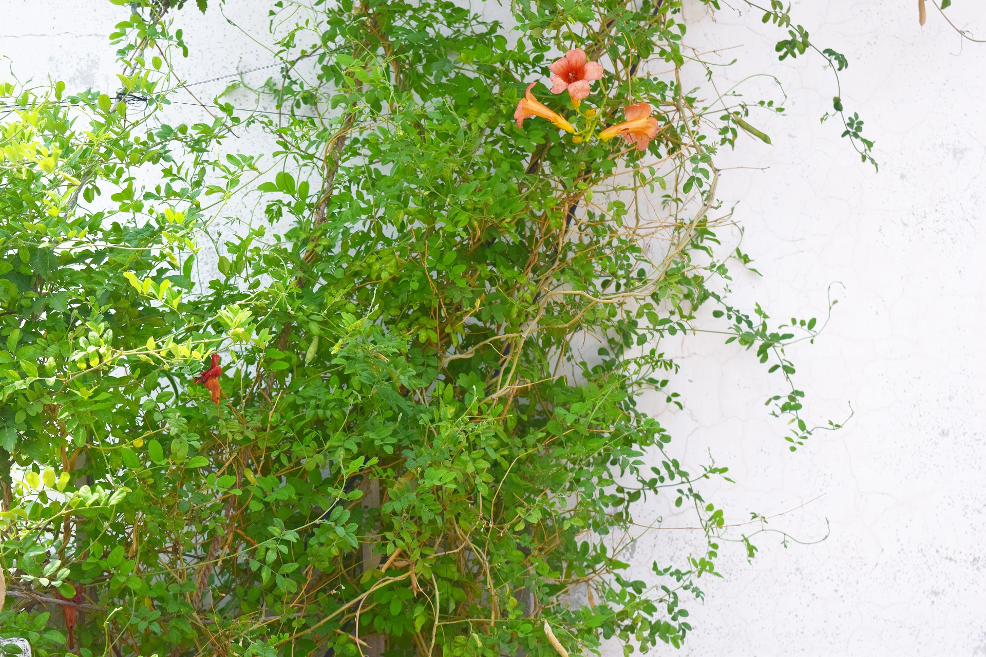 climbing plant bush free photo