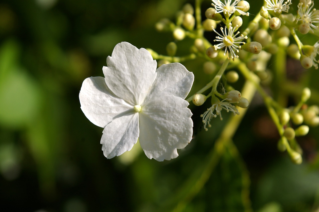 climbing hydrangea blossom free photo