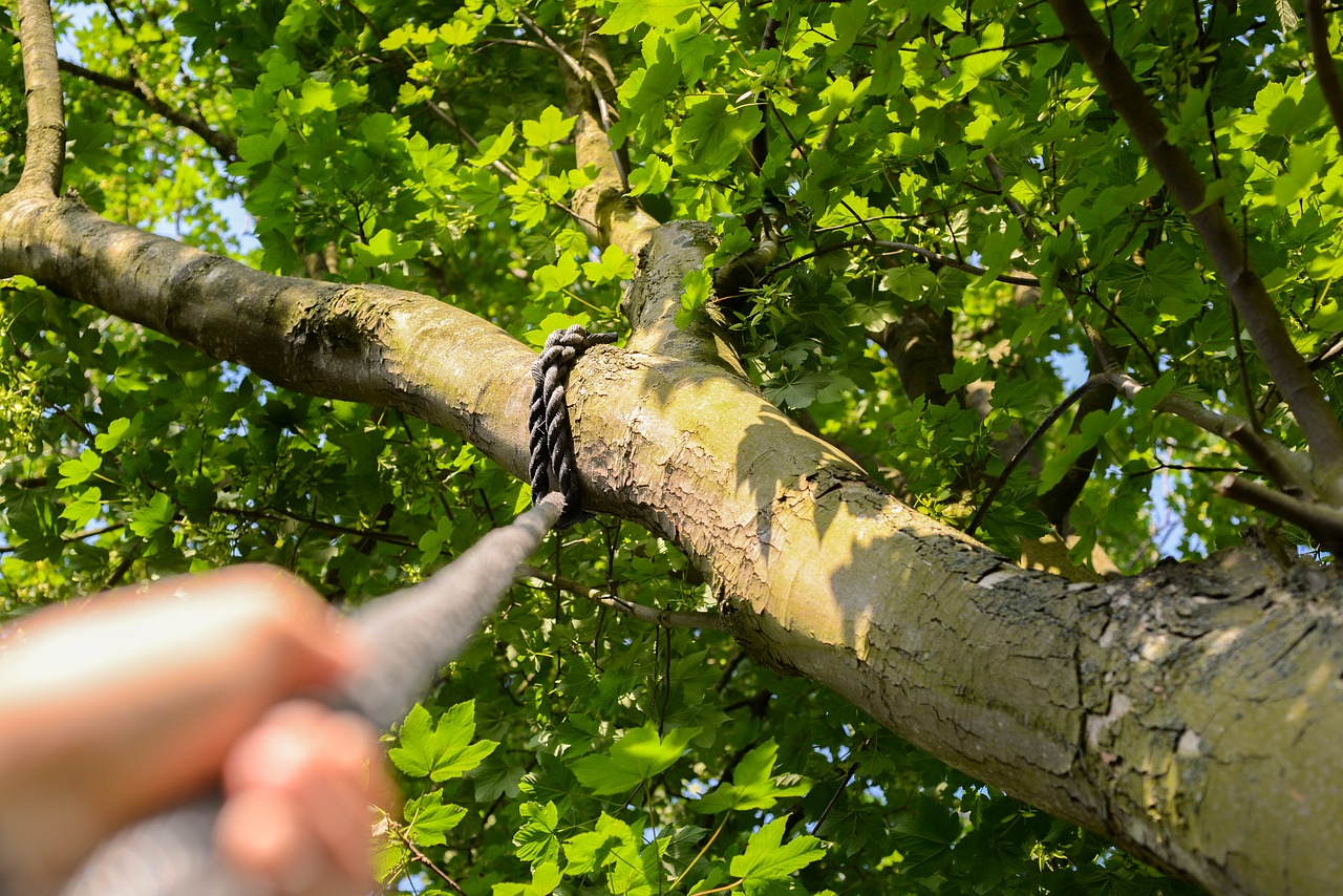 climbing  rope  tree free photo