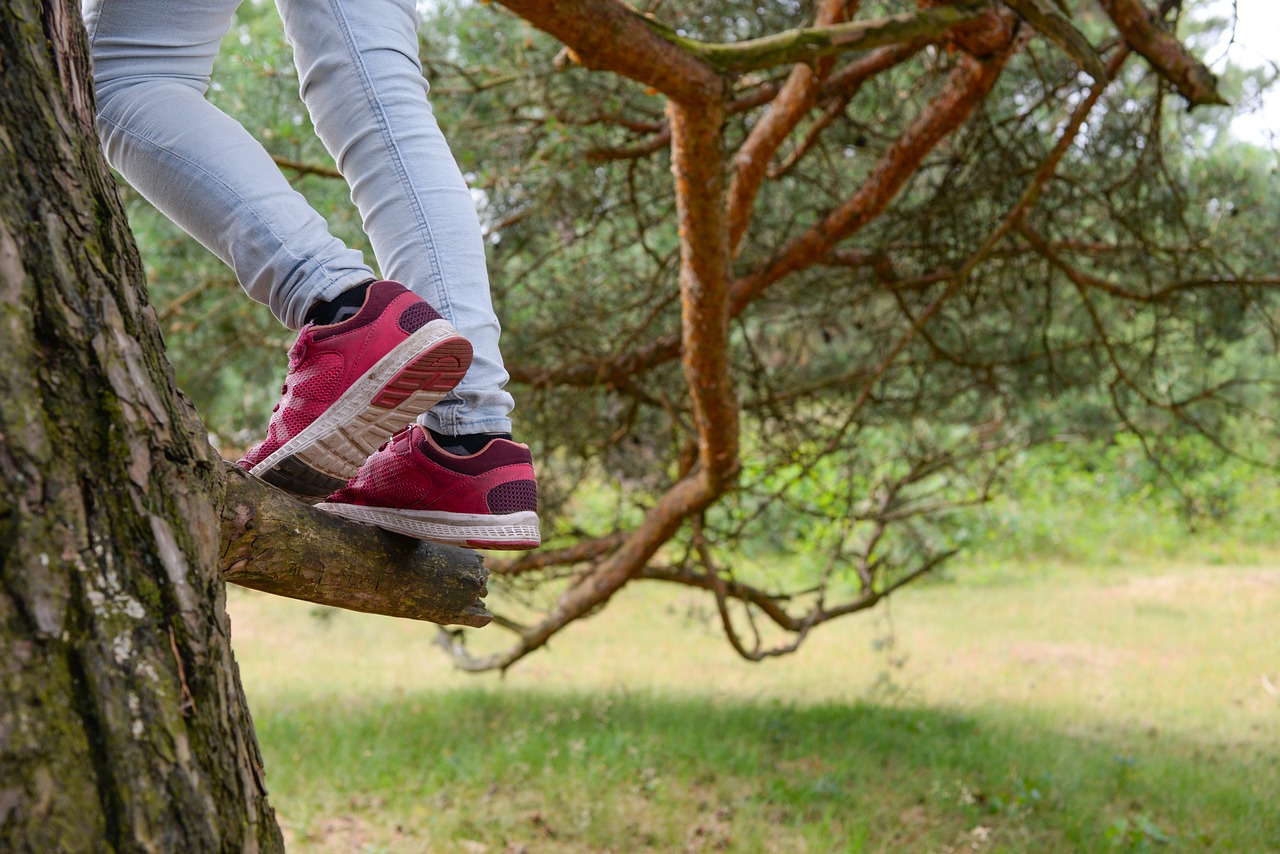 climbing  tree  climb free photo