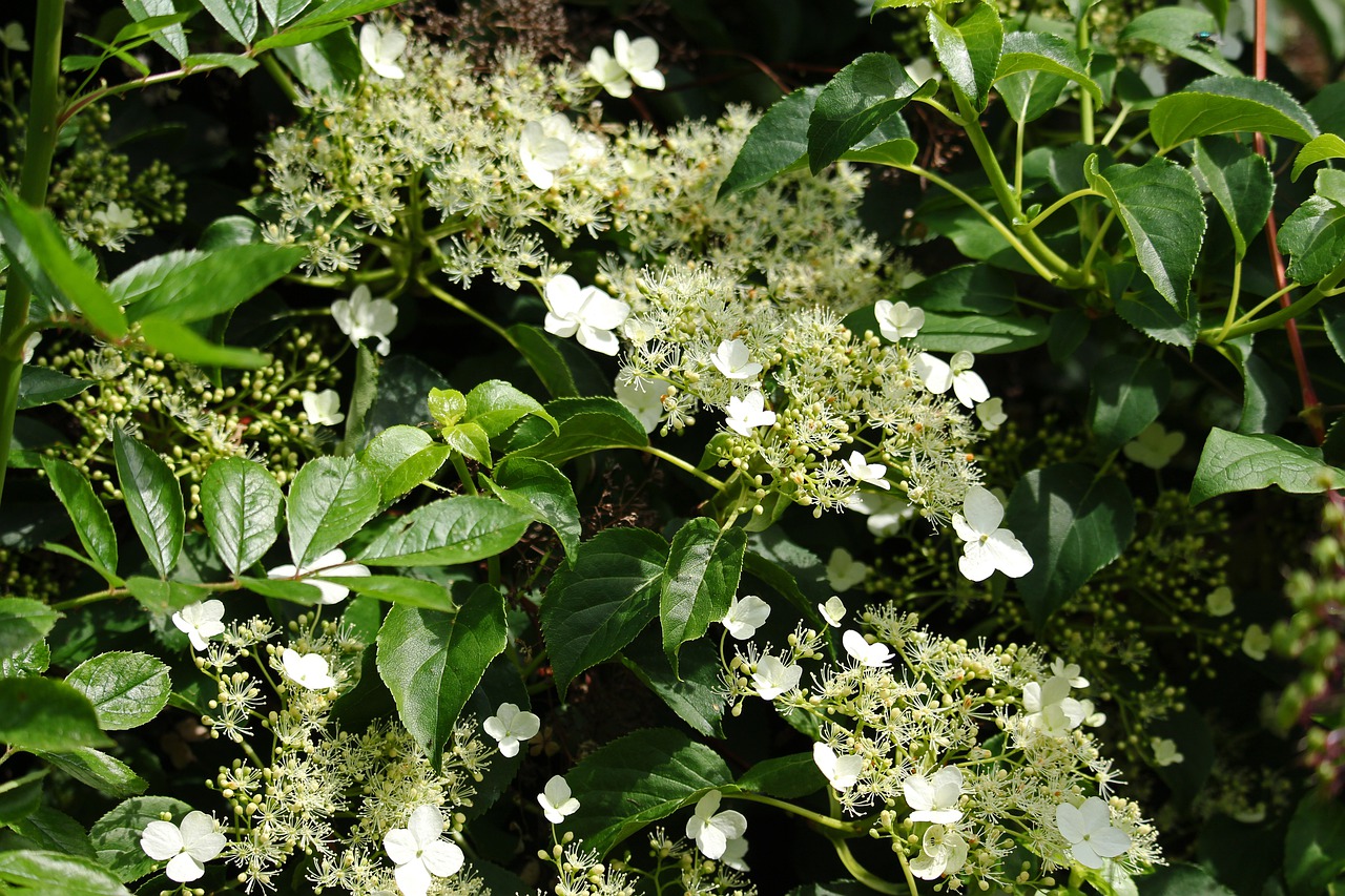 climbing  hydrangea  leaves free photo