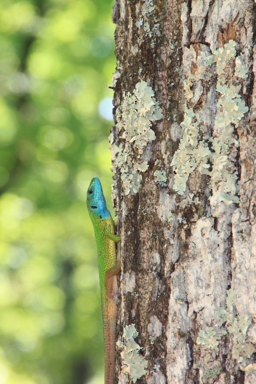 climbing forest green free photo