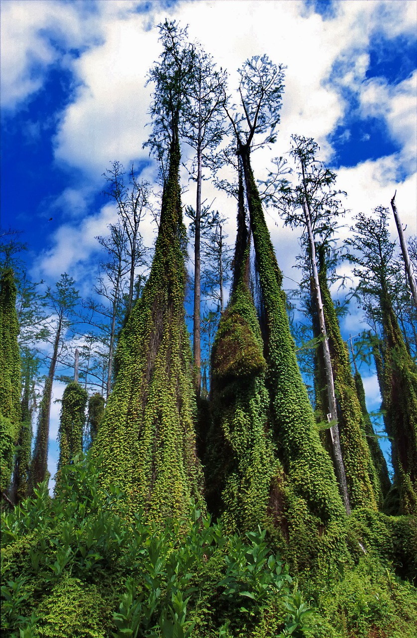 climbing fern florida trees free photo