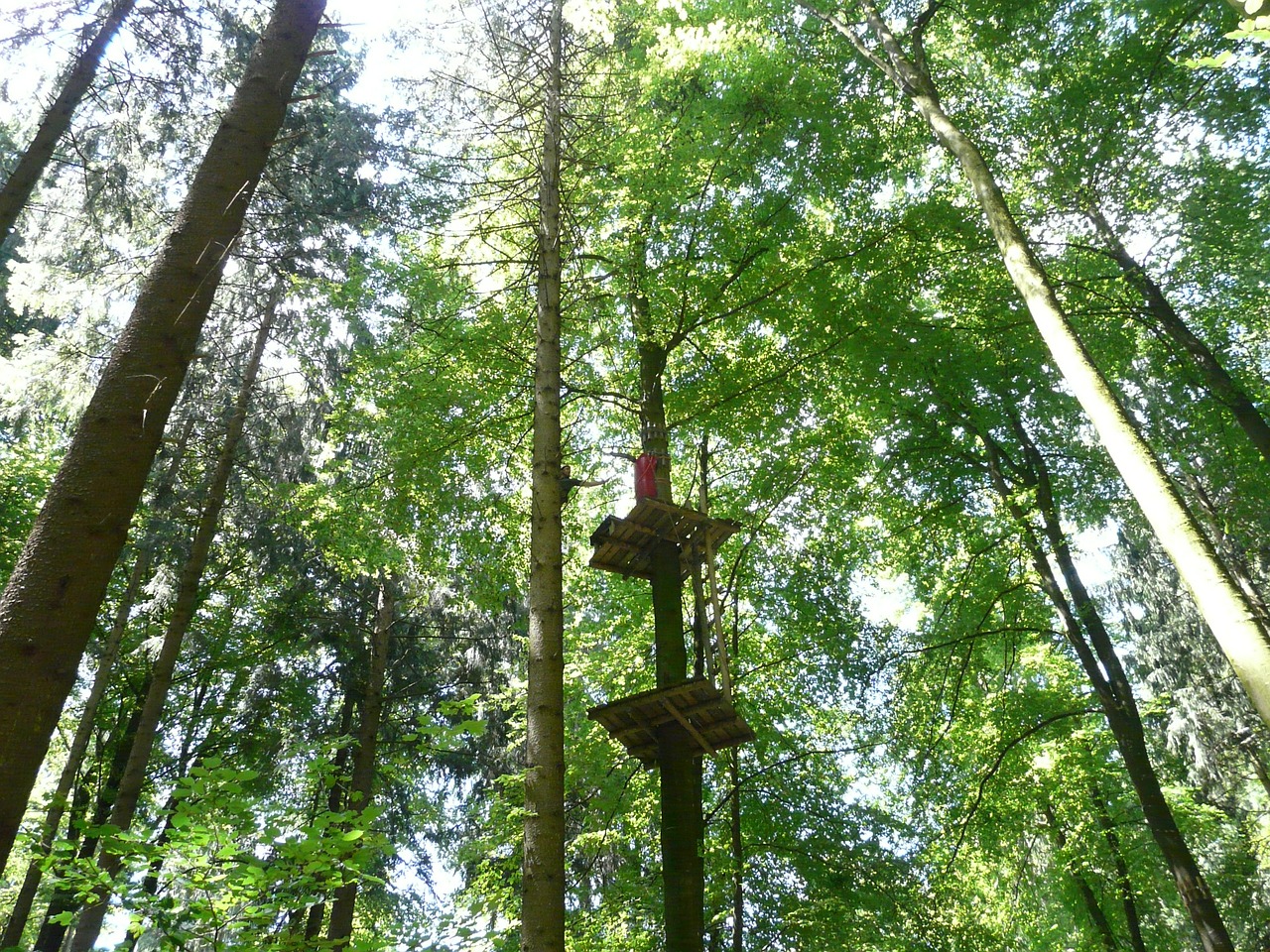 climbing forest high ropes course climb free photo