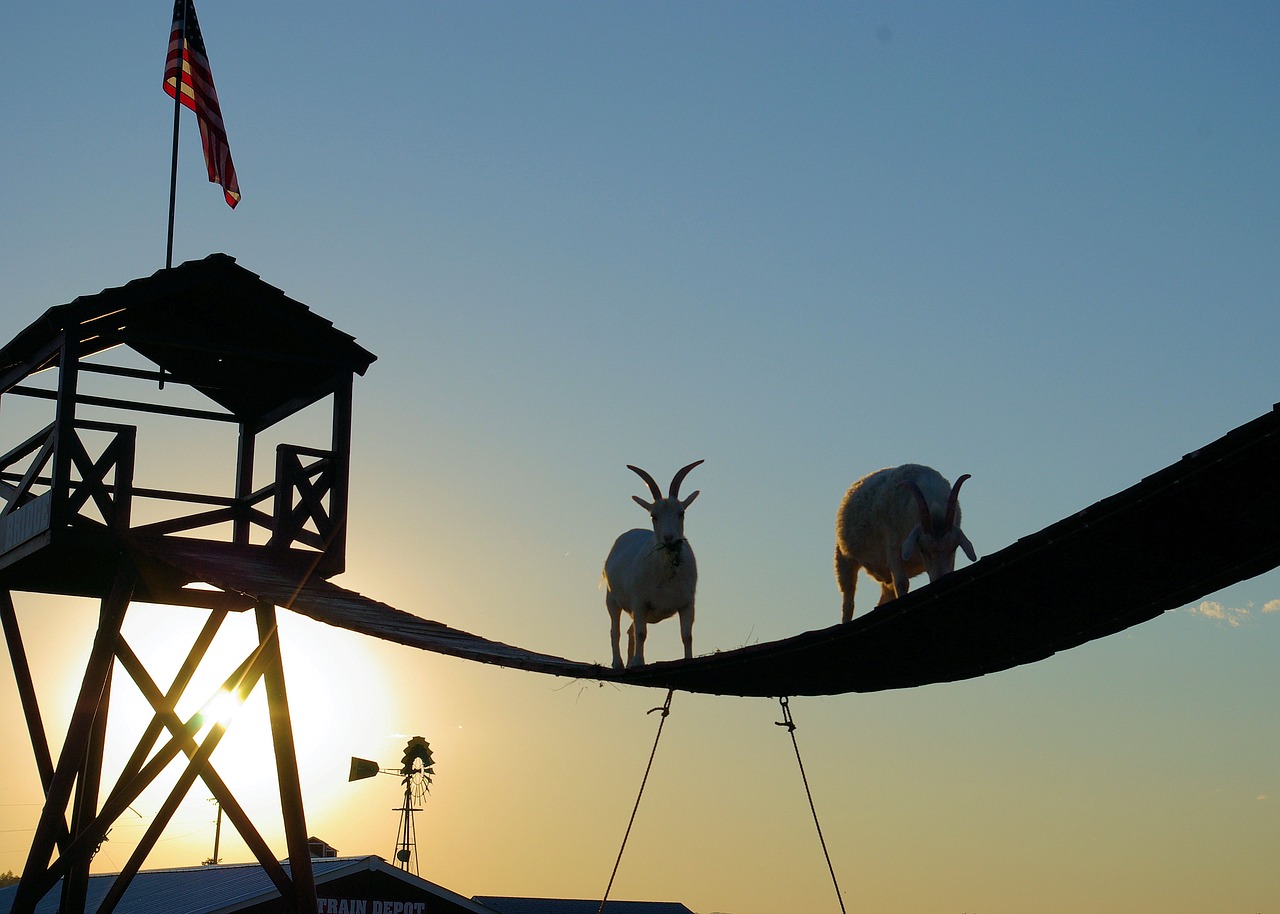 climbing goats  south dakota  animal free photo