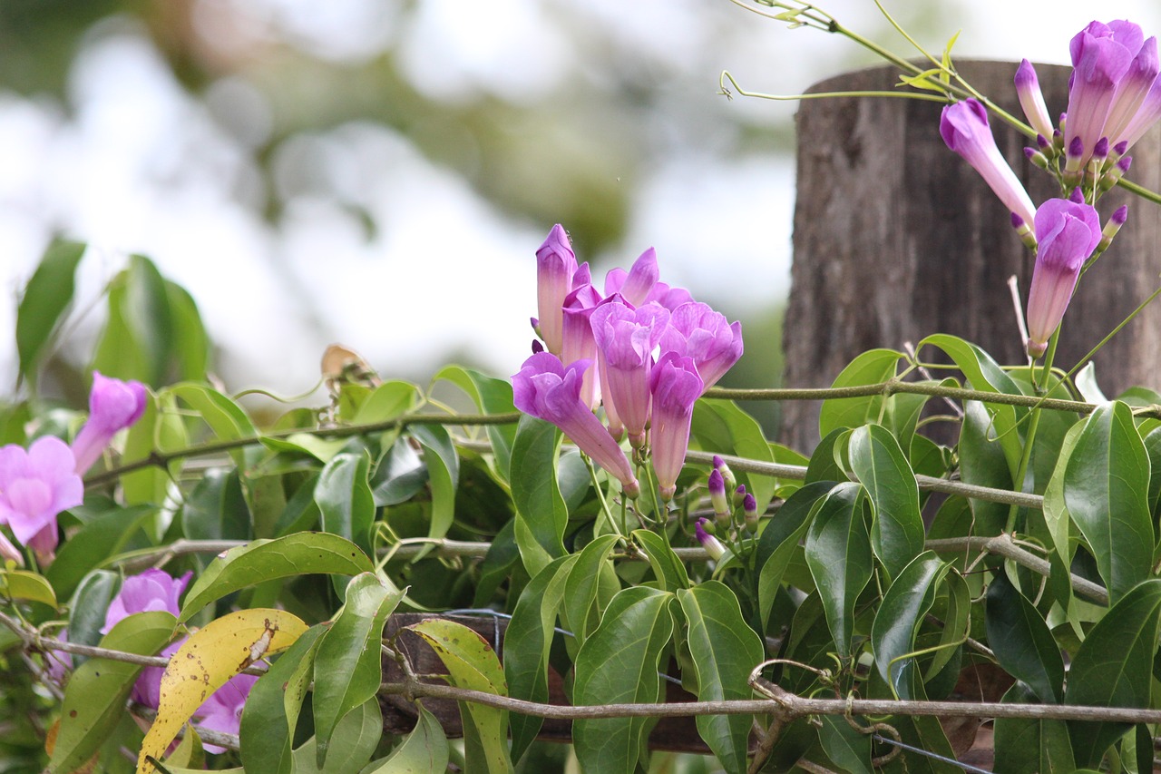 climbing plant purple color flowers free photo